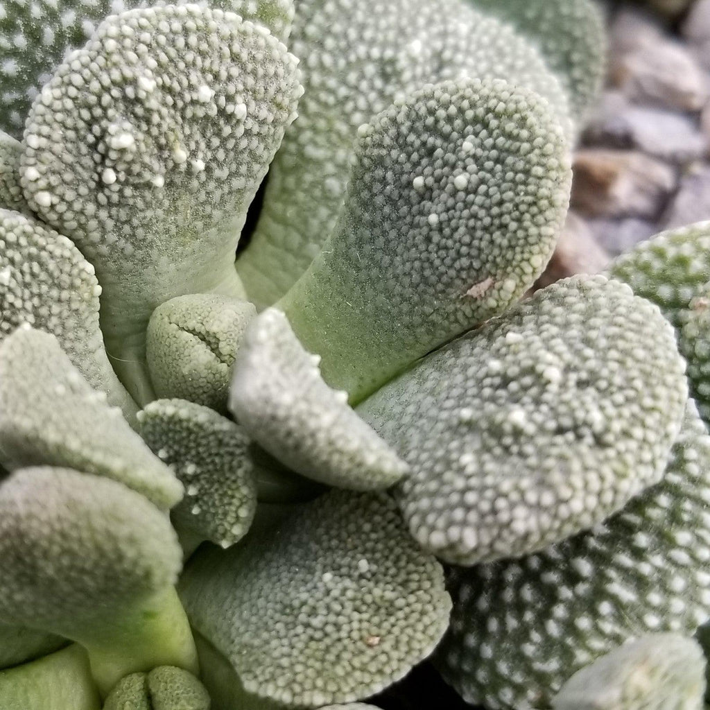 Aloinopsis villetii
