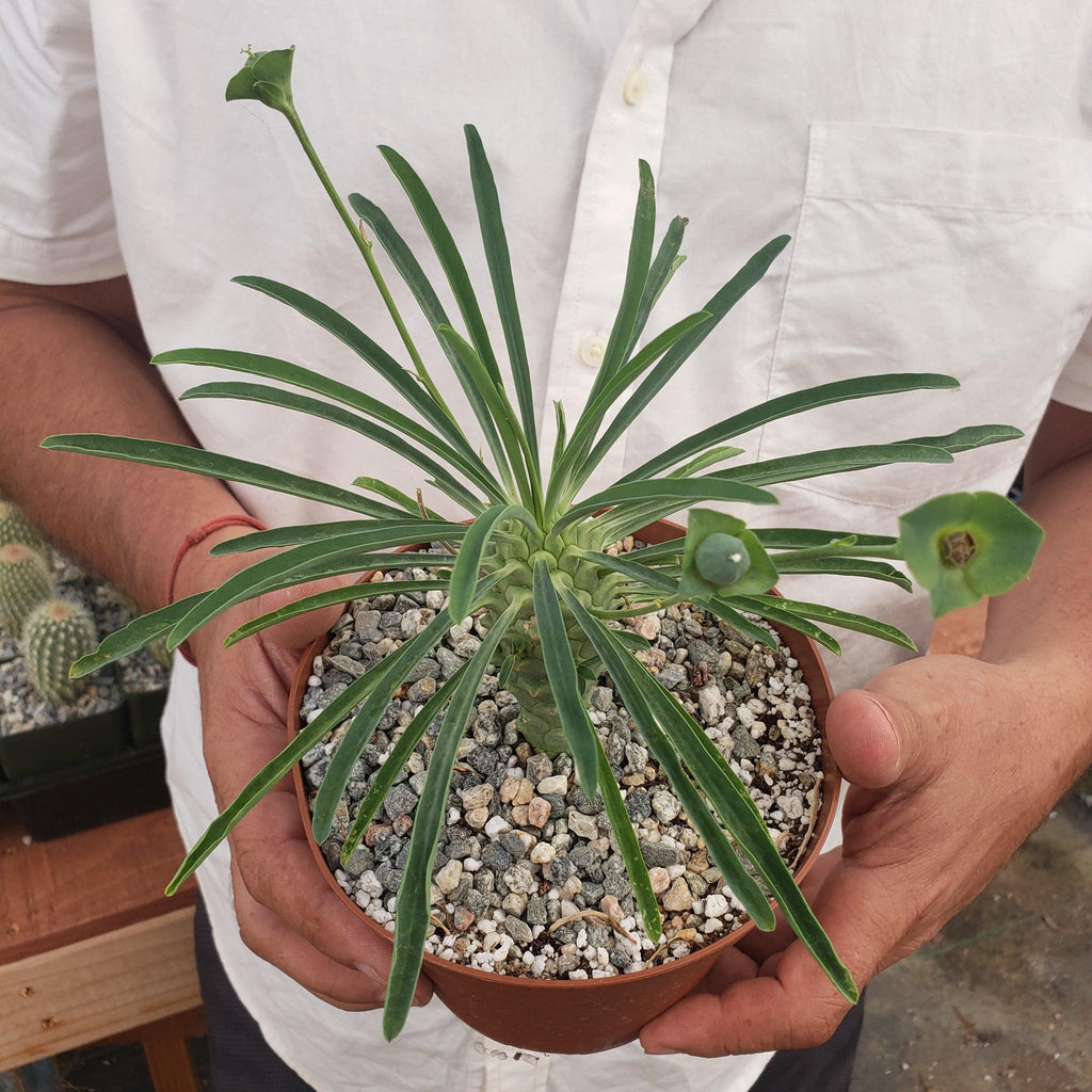 Euphorbia pubiglans large