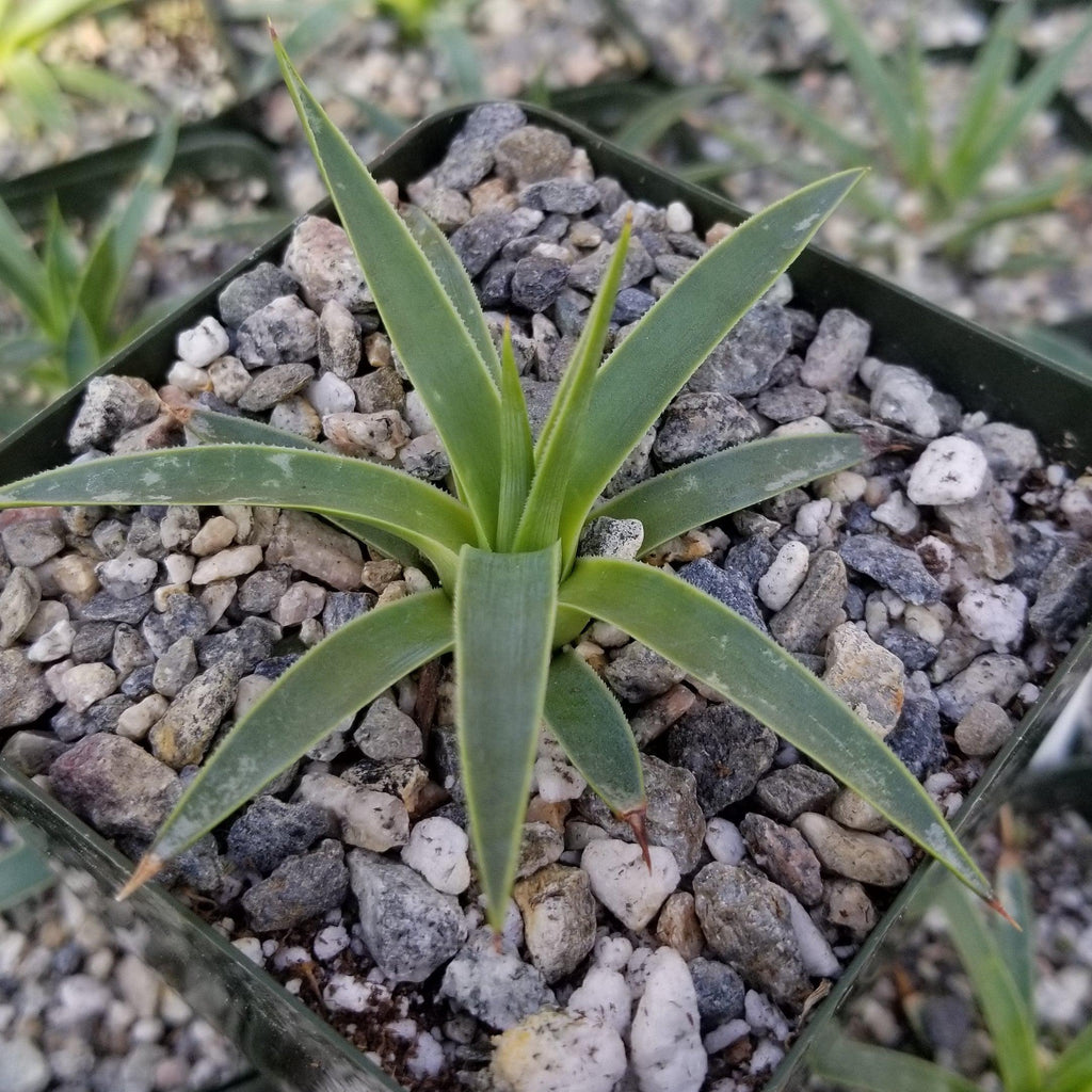 Agave kavandivi