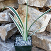 Dianella tasmanica variegata