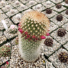 Mammillaria Pilcayensis