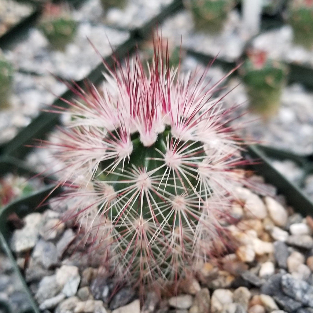 Echinocereus Rusanthus Vulpicandae