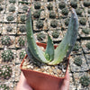 Aloe comptonii