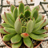 Echeveria agavoides