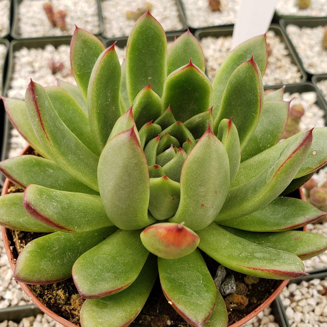 Echeveria Red Fantasy Rare Korean Succulent popular