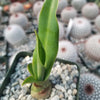 Furcraea foetida green