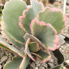 Variegated Lavender Scallops - Kalanchoe fedtschenkoi variegata