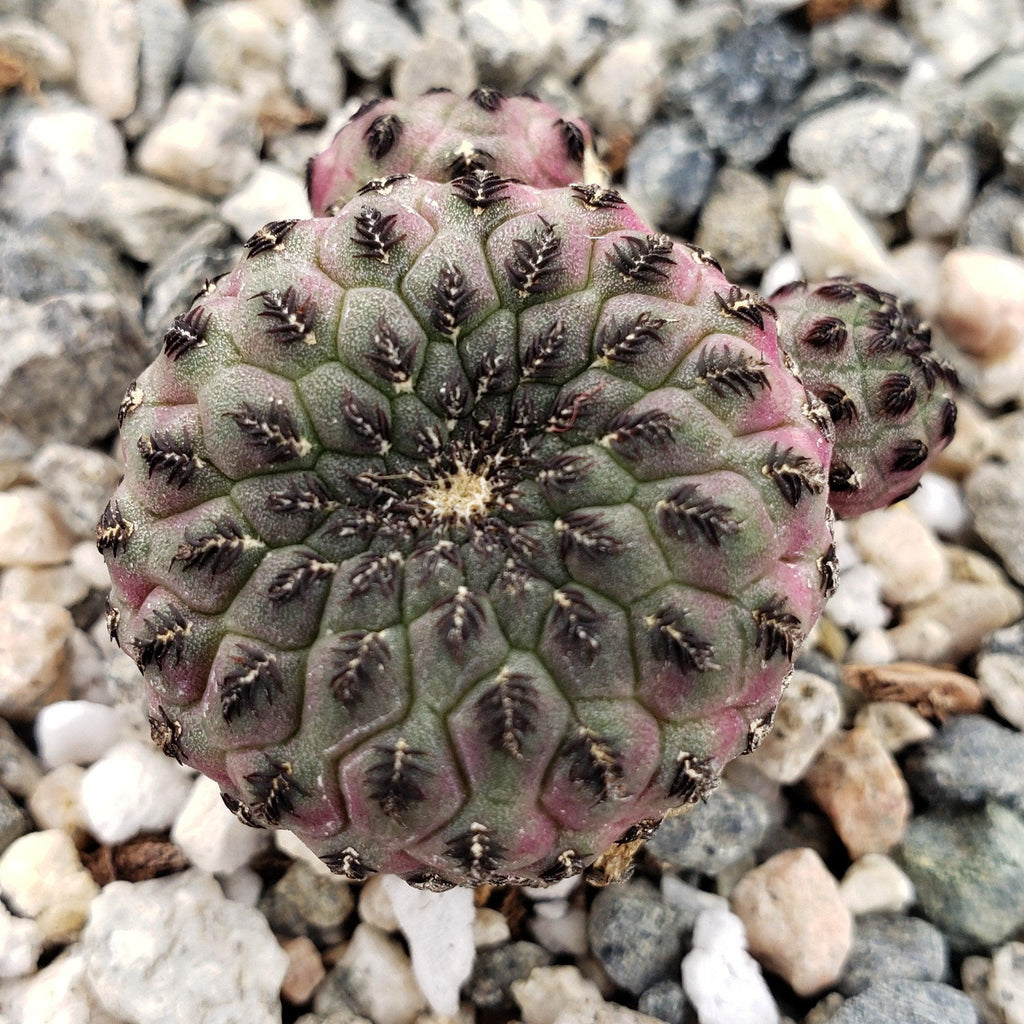 Sulcorebutia rauschii violacidermis