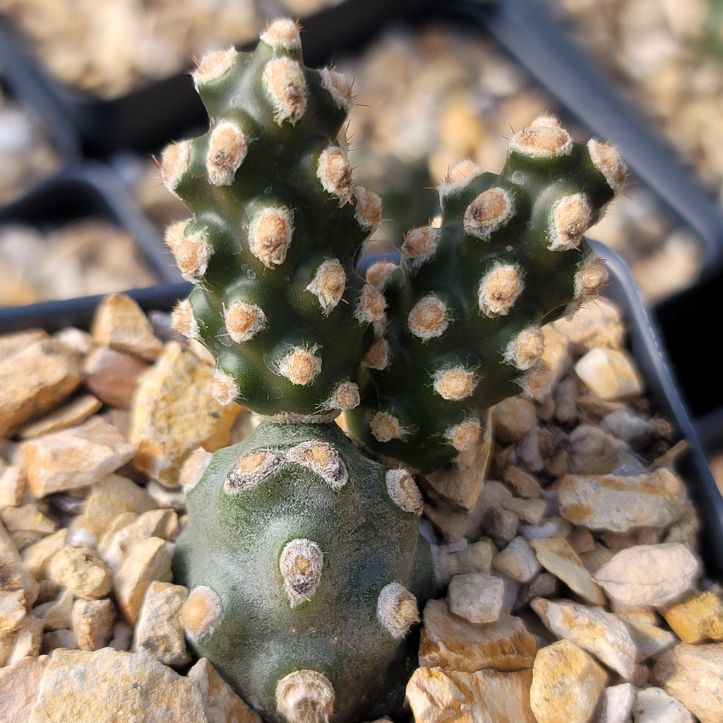 Tephrocactus molinensis