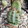 Cape Aloe - Aloe ferox