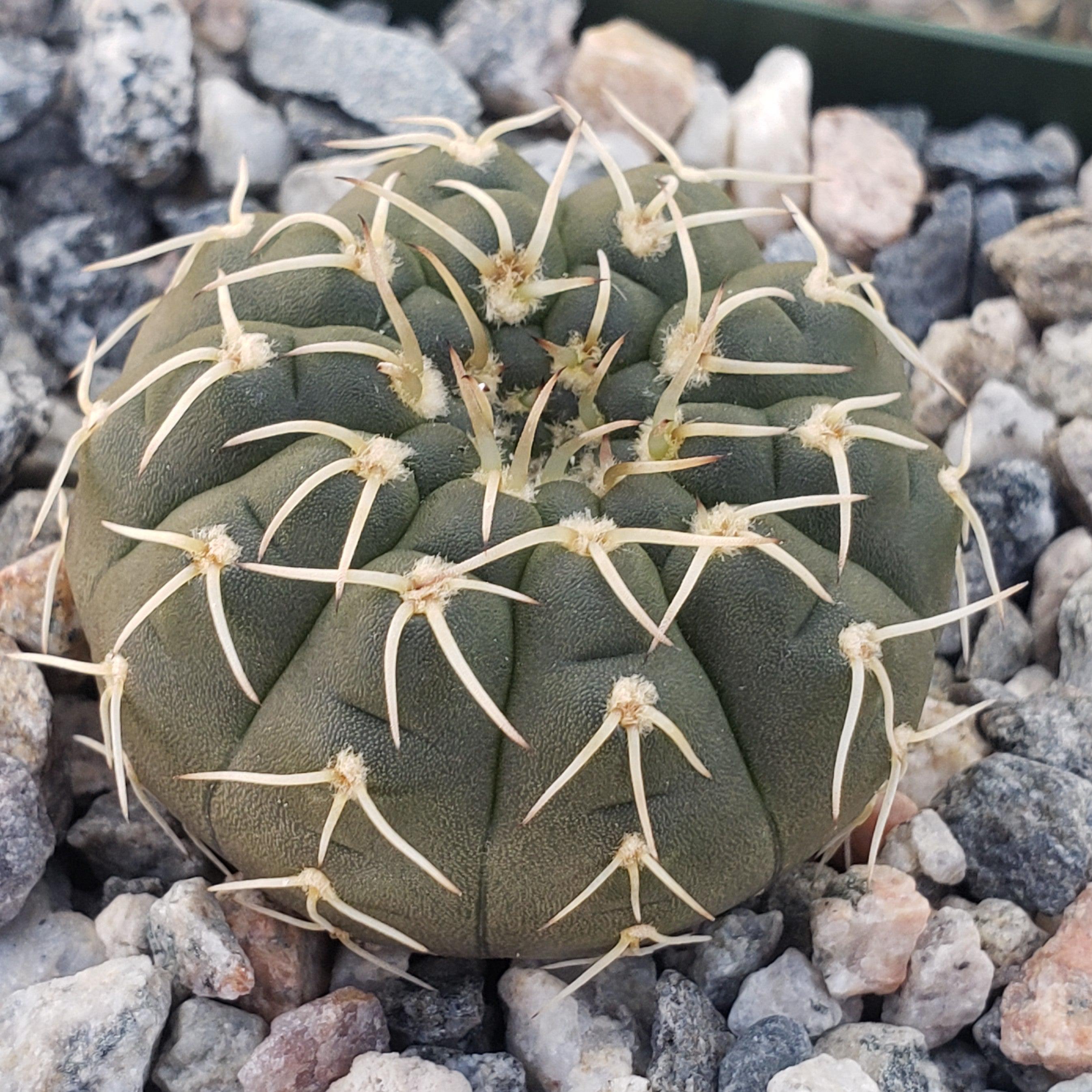 Gymnocalycium stellatum asterium