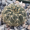 Gymnocalycium stellatum asterium