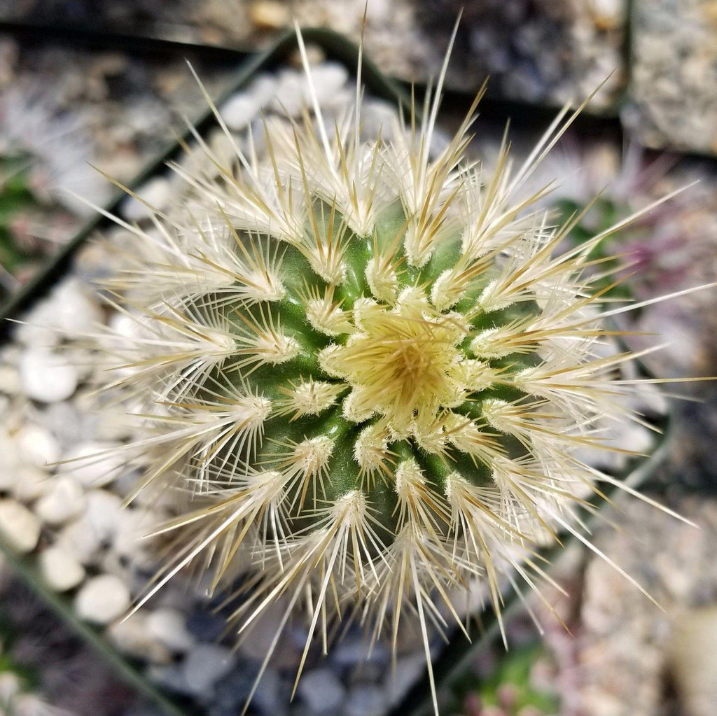 Echinocereus russanthus weedinii