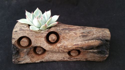 Driftwood Succulent Centerpiece Arrangement 3 - Planet Desert