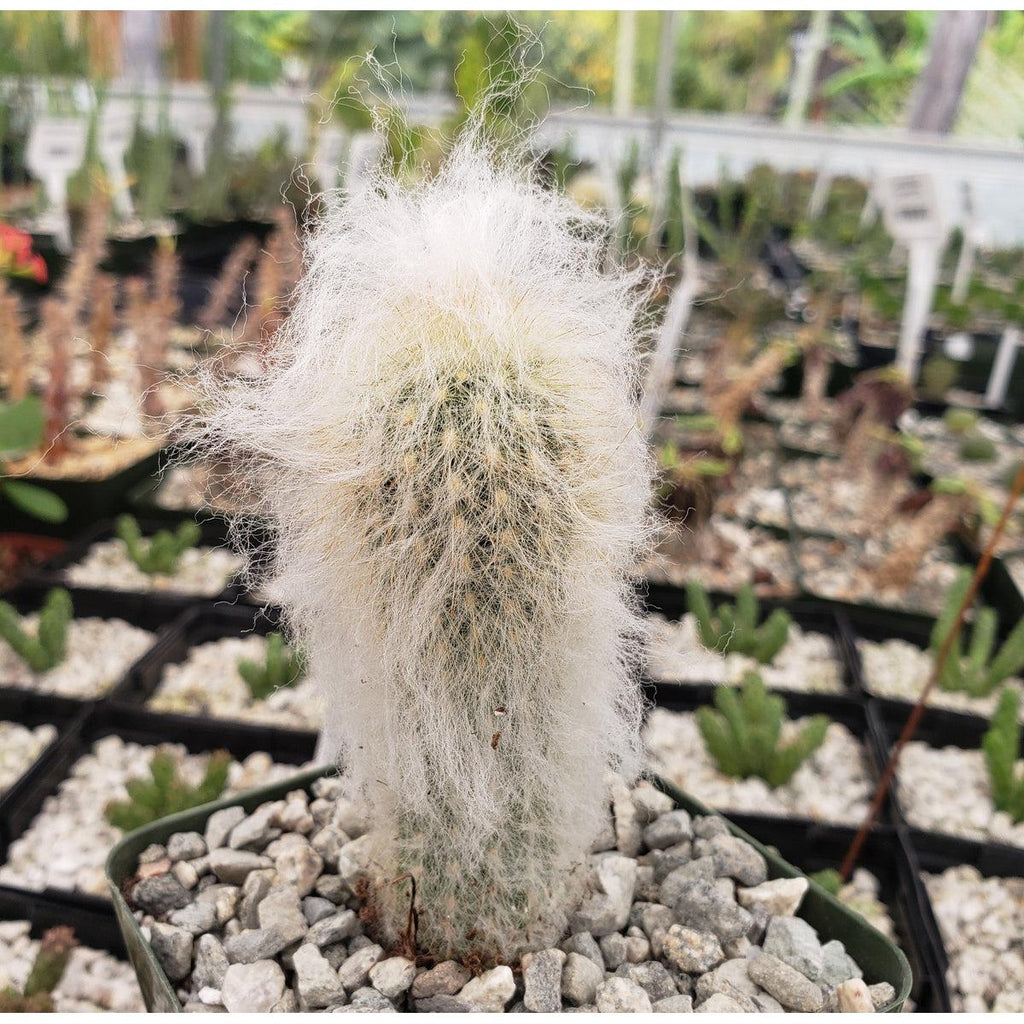 Espostoa lanata peruvian old man