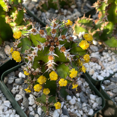 Euphorbia restricta