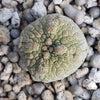 Pseudolithos harardheranus