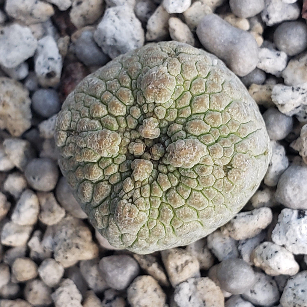 Pseudolithos harardheranus