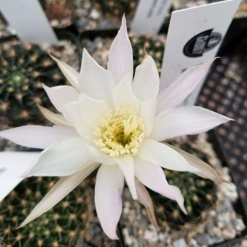 Lobivia or Echinopsis ancistrophora kratochviliana