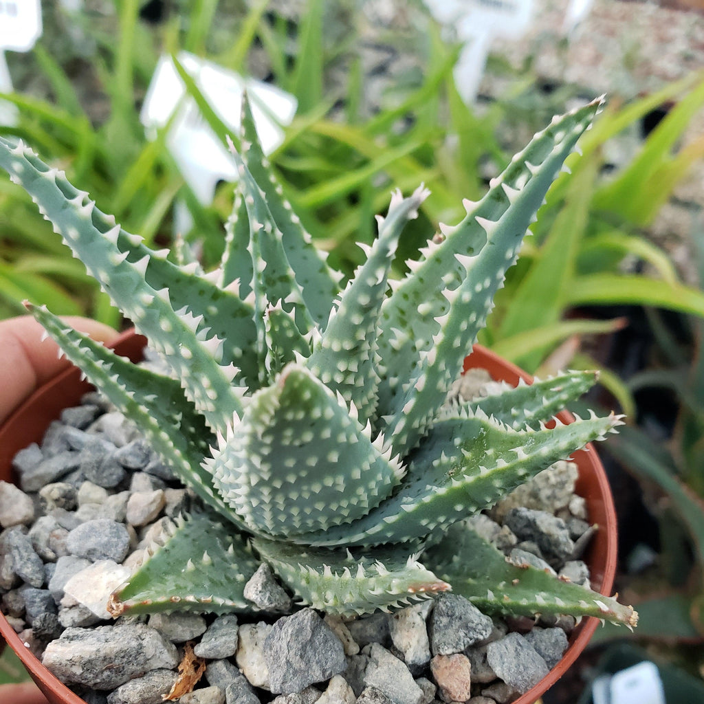 Aloe jimmy little gator