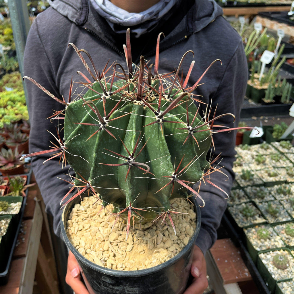 Fire Barrel Cactus – Ferocactus gracilis ‘Coloratus’
