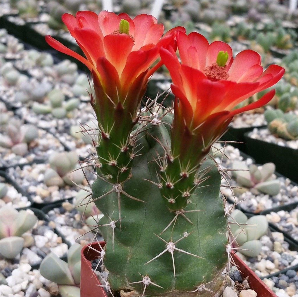 Claret cup Cactus ‘Echinocereus triglochidiatus’