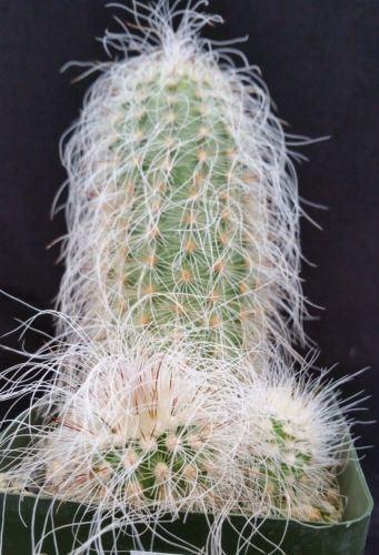 Echinocereus delaetii