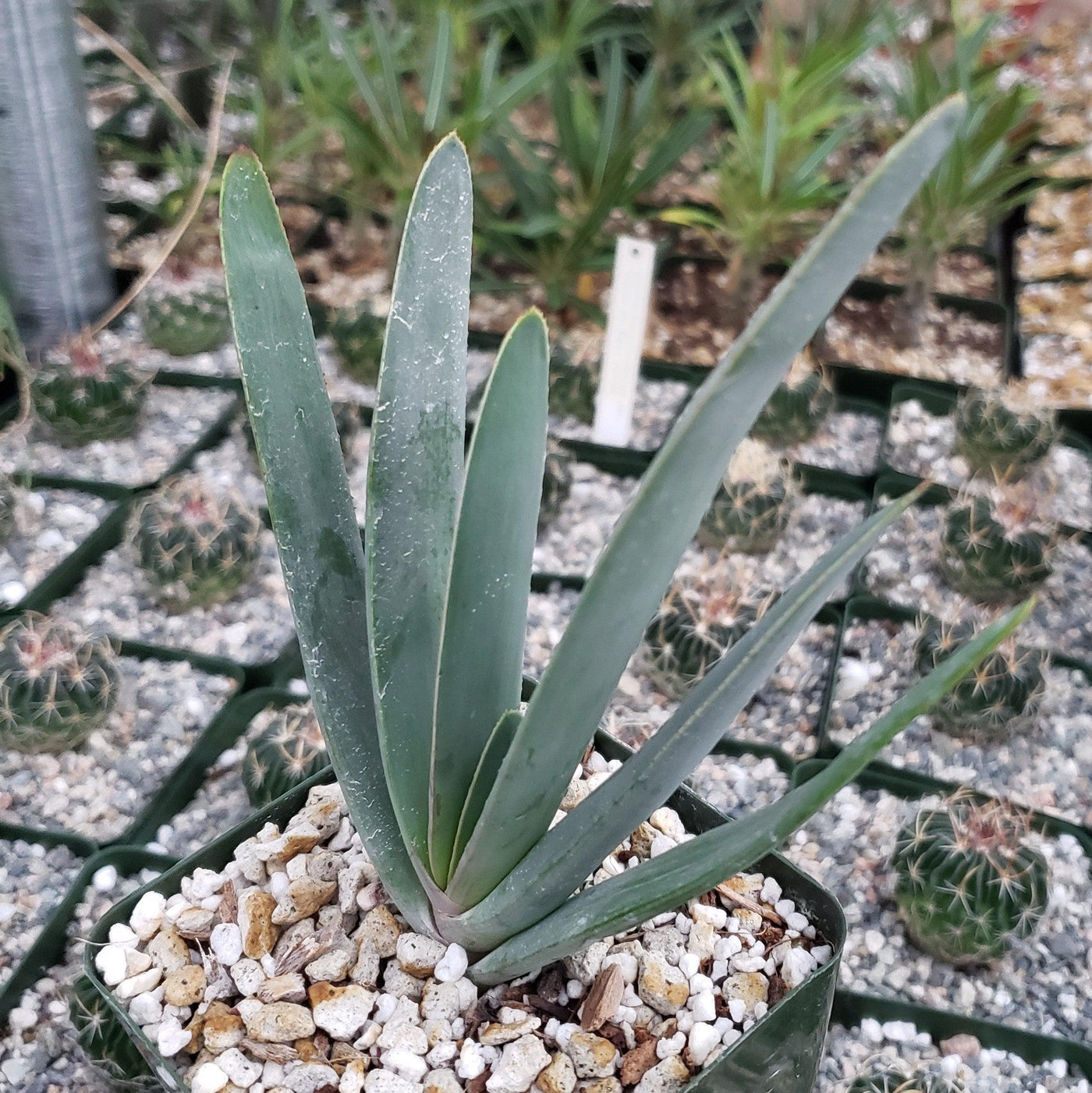 fan looking succulent Fan Aloe 'Aloe plicatilis'
