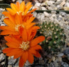 Rebutia flavistyla