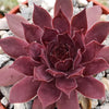 Sempervivum rojo red Hens and Chicks