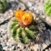 Parodia tredecimcostata