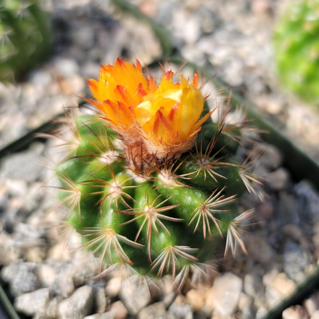 Parodia tredecimcostata