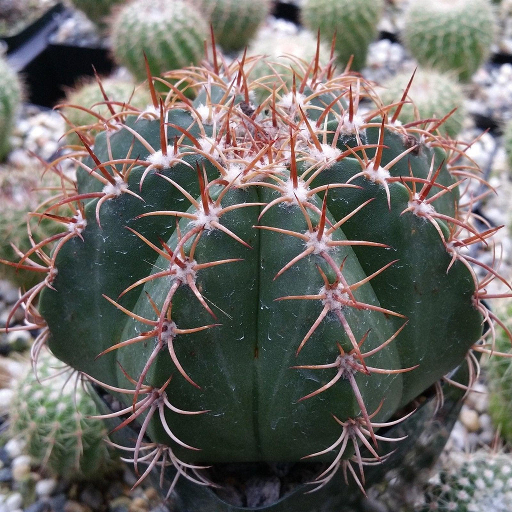 Melocactus matanzanus no cephalium