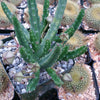 Stapelia scitula