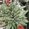 Rabiea difformis