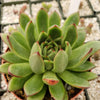 Echeveria agavoides