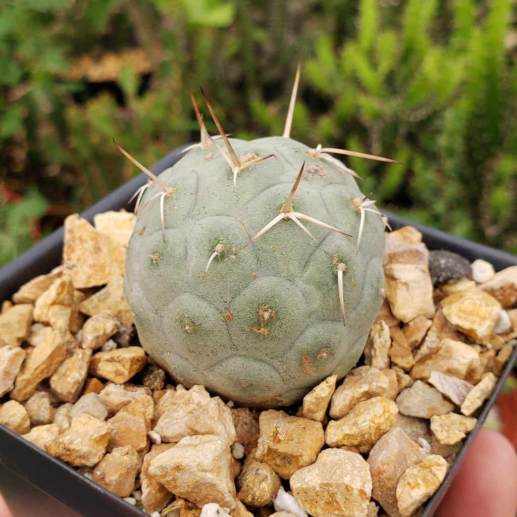 tephrocactus geometricus alexanderi