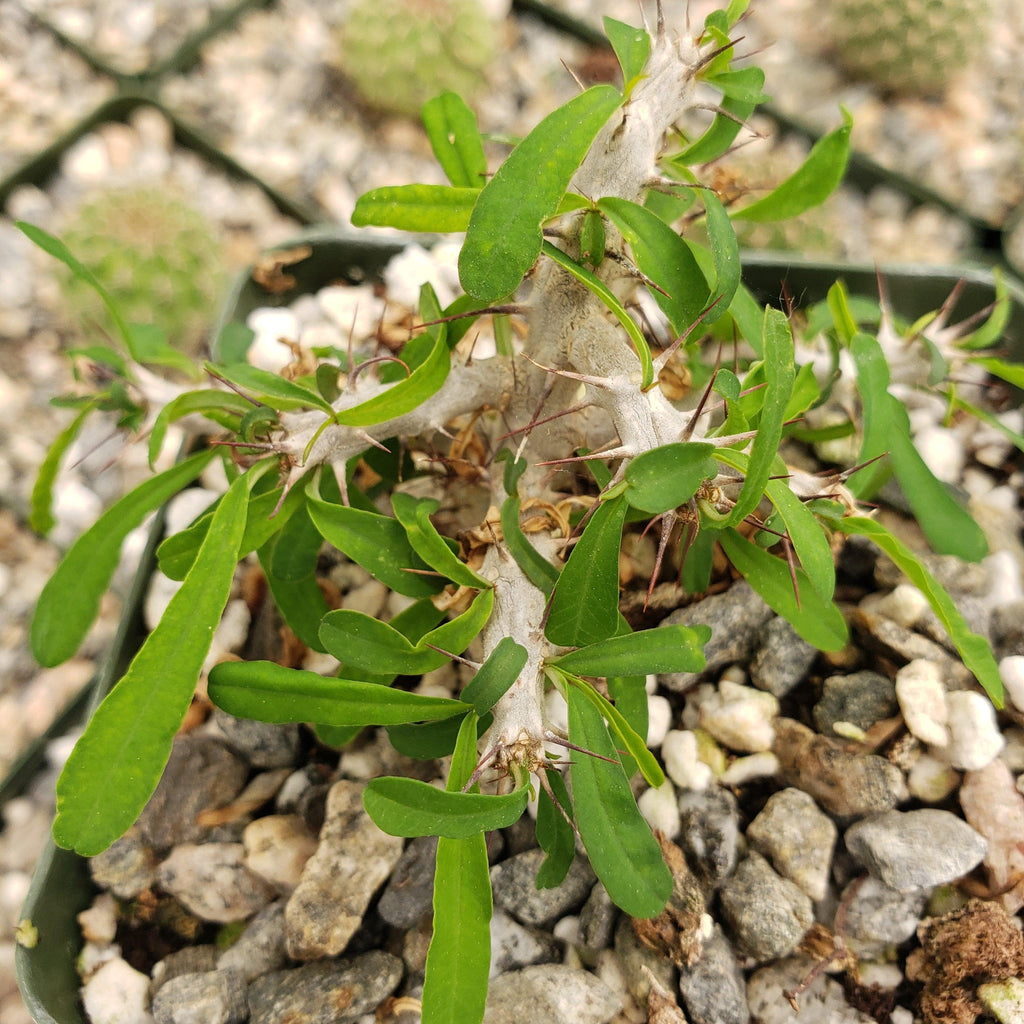 Euphorbia neobosseri