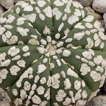 Astrophytum asterias Superkabuto – Planet Desert