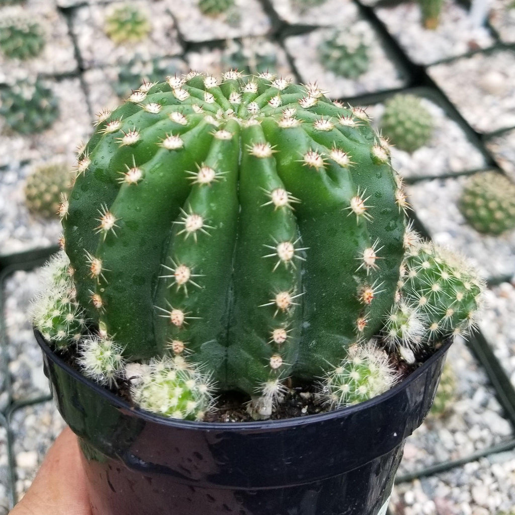 Echinobivia Hybrid Rainbow Bursts