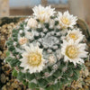 Mammillaria sempervivi