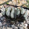 Haworthia Truncata