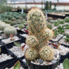 Mammillaria elongata ‘Pink Nymph’