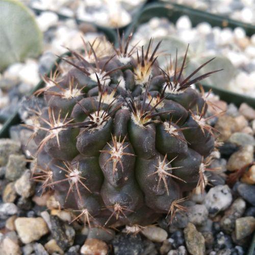 Neochilenia huascensis eriosyce crispa