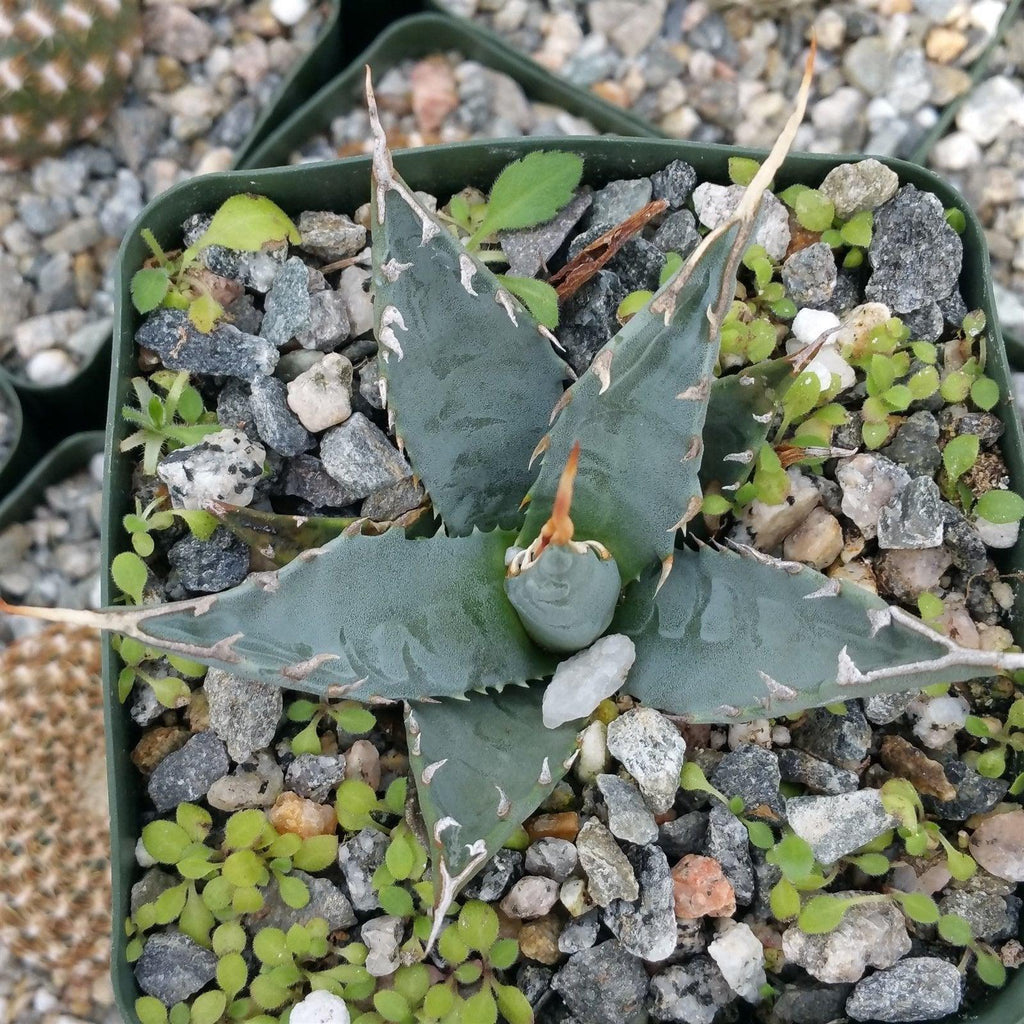 Agave utahensis eborispina