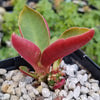 Monadenium spectabile