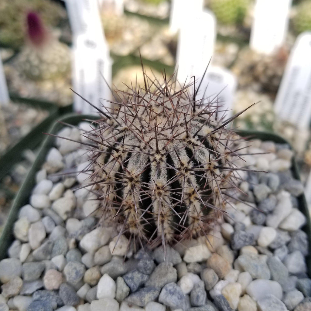 Echinopsis cv. Haku-Jo.