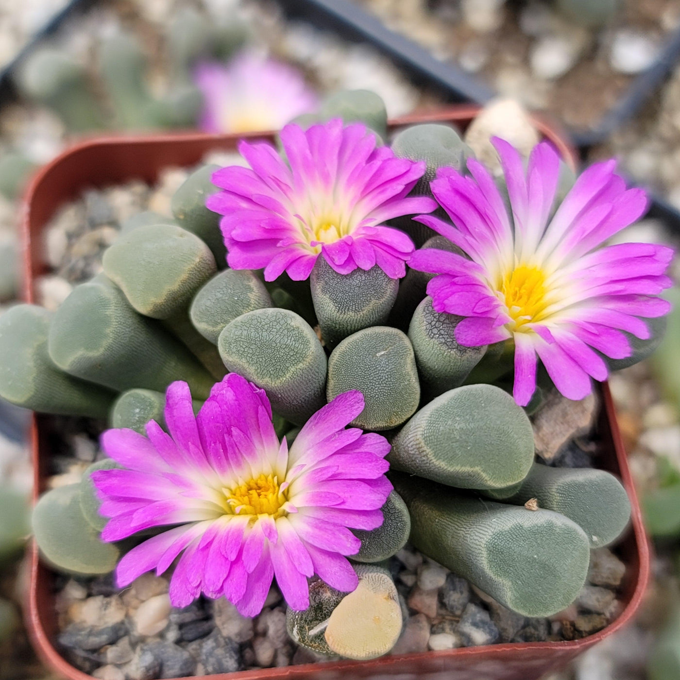 elephant foot succulent for sale Buy 'Fairy Elephant's Feet - Frithia Pulchra' Online