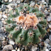 Parodia oculta