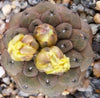 Copiapoa hypogaea barquitensis